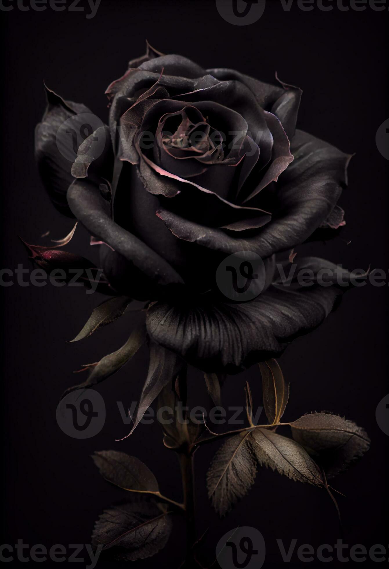 Black Rose HD Wallpaper for Android  Download  Cafe Bazaar