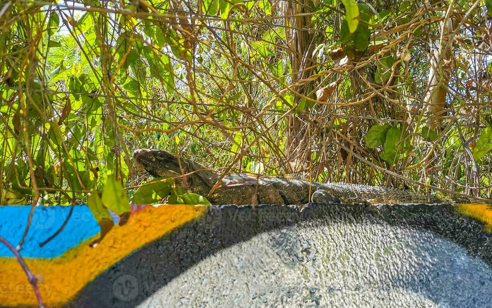 Mexican iguana lies on wall in tropical nature Mexico. photo