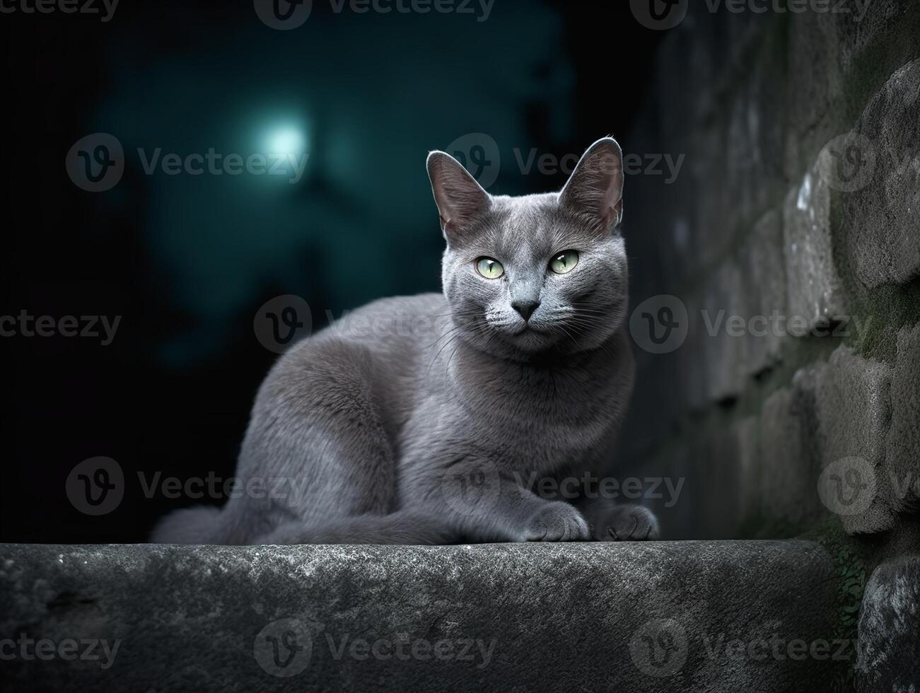 The Mysterious Russian Blue in Moonlight photo