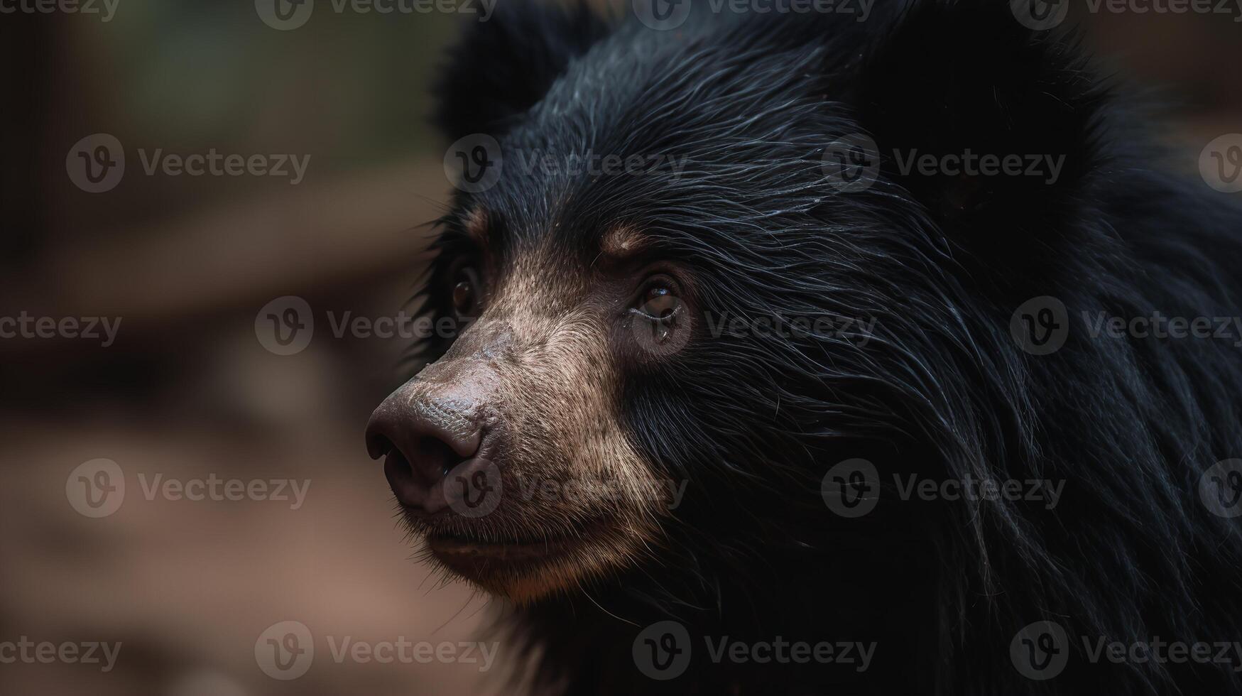Revealing the Spirit of the Sloth Bear photo