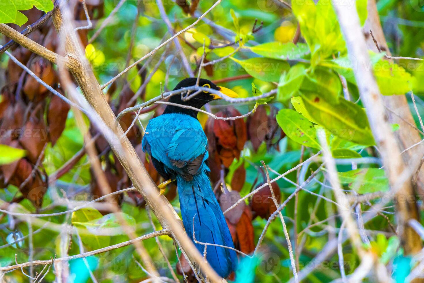 Yucatan jay bird birds in trees tropical jungle nature Mexico. photo