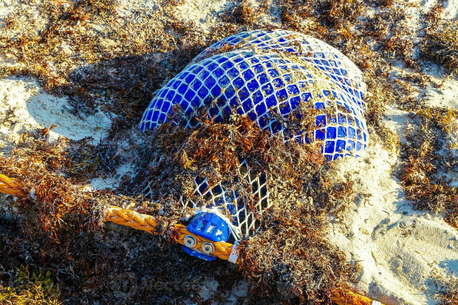 Seaweed Sargazo net caribbean beach water Playa del Carmen Mexico. photo