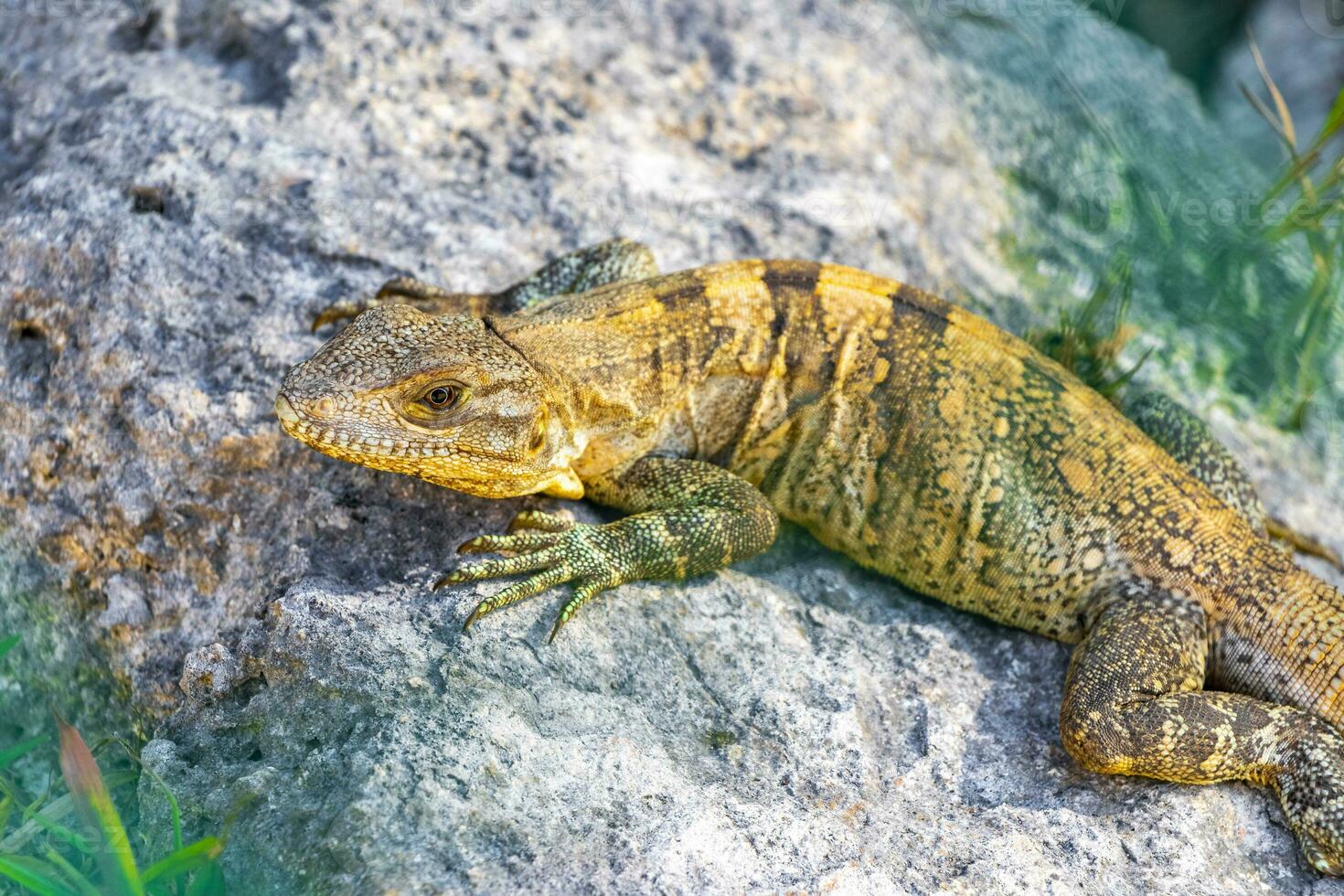 iguana en roca selva tropical playa del carmen méxico. foto