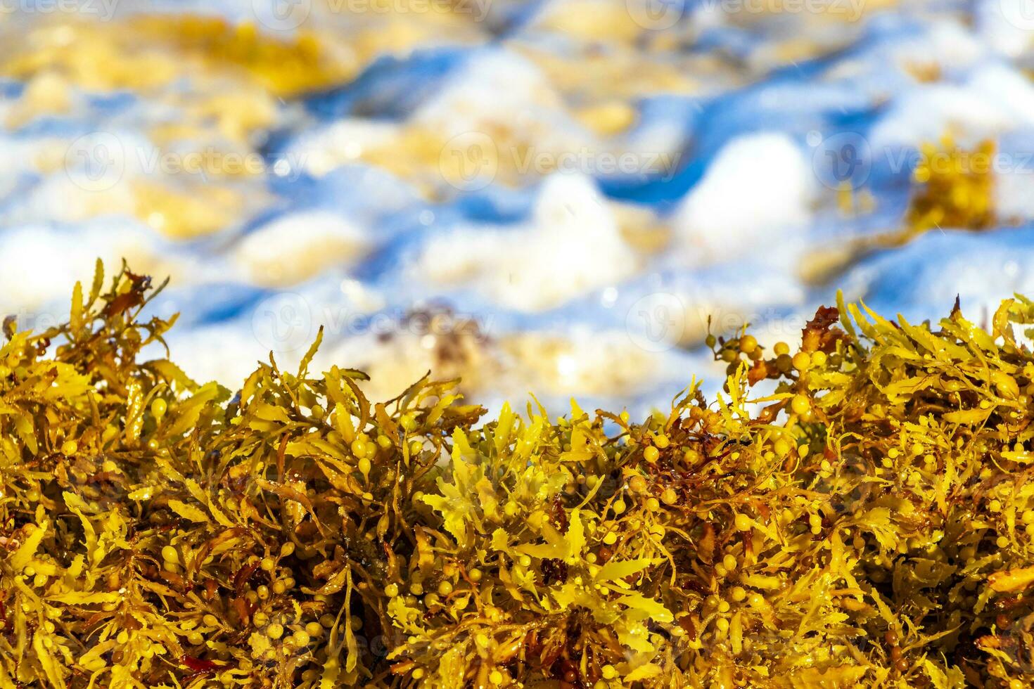 Beautiful Caribbean beach totally filthy dirty nasty seaweed problem Mexico. photo