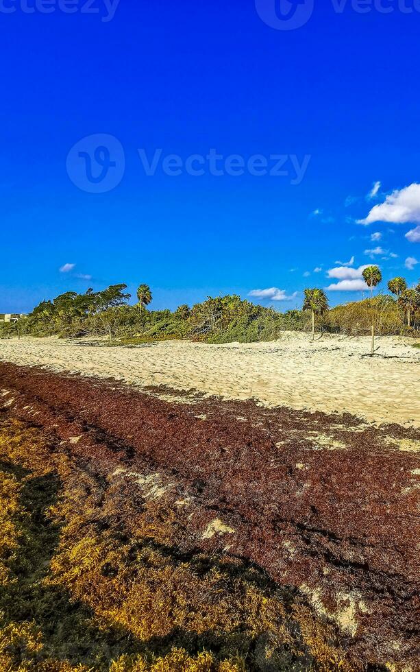 Beautiful Caribbean beach totally filthy dirty nasty seaweed problem Mexico. photo