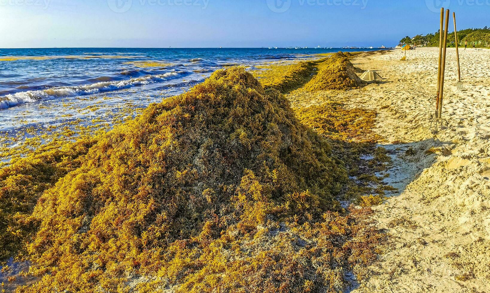 hermosa playa caribeña totalmente sucia sucio asqueroso problema de algas mexico. foto