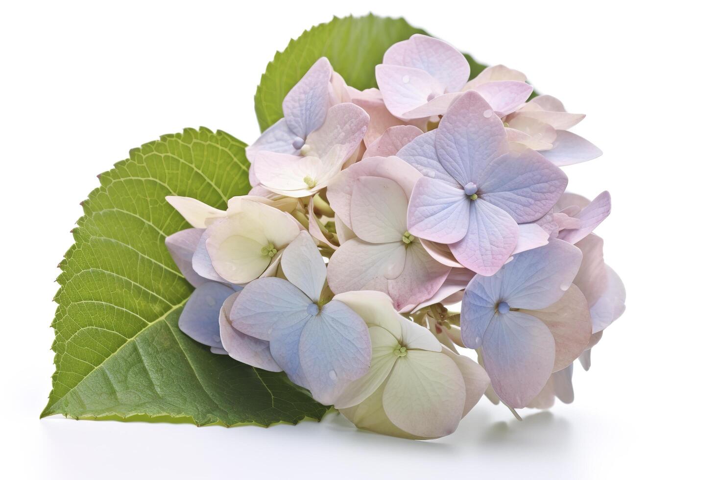 Hydrangea Blossom, Weltfrauentag Means International Womens Day , isolated on white background, generate ai photo