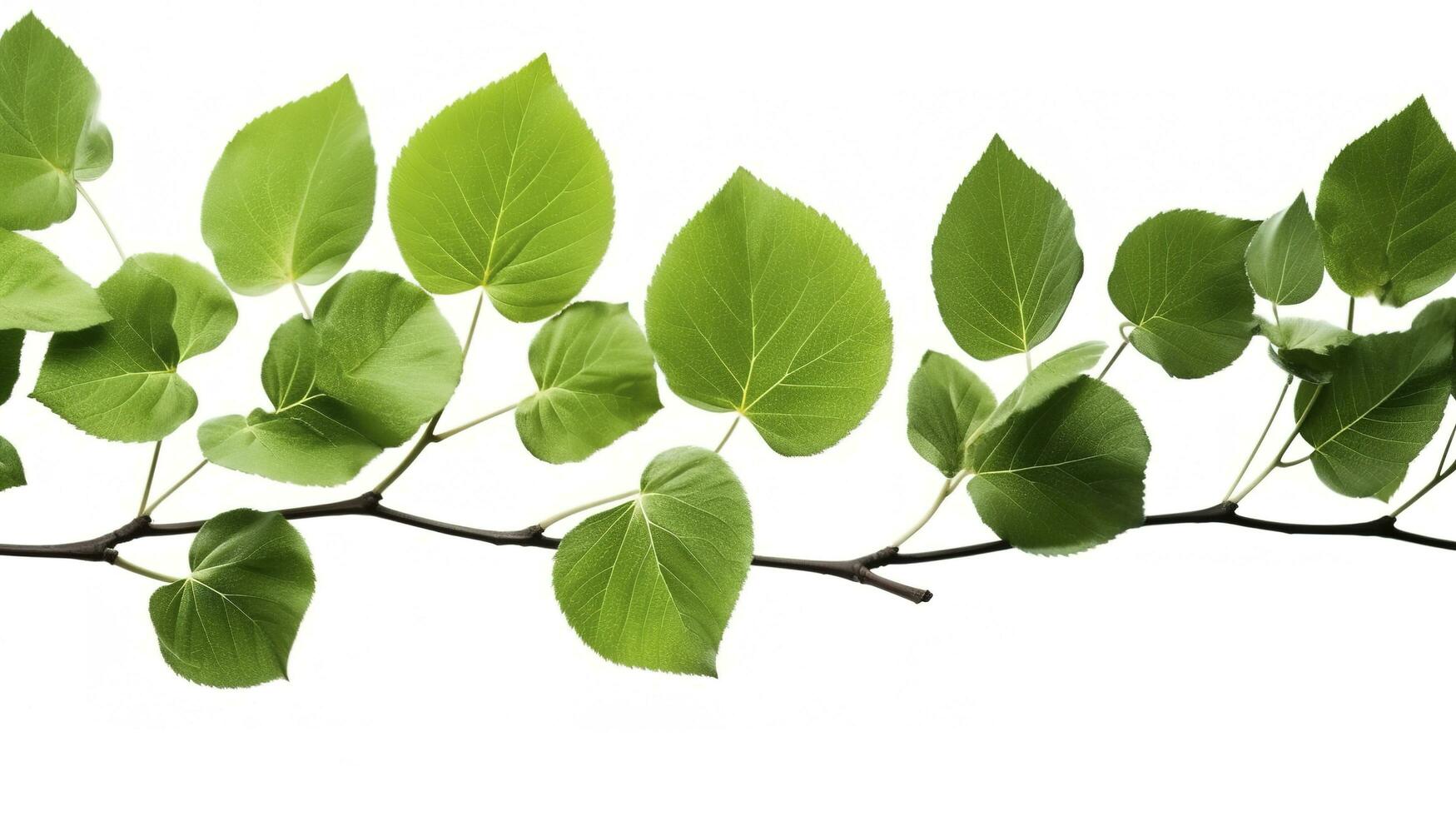 Green tree leaves and branches isolated on white background, generate ai photo