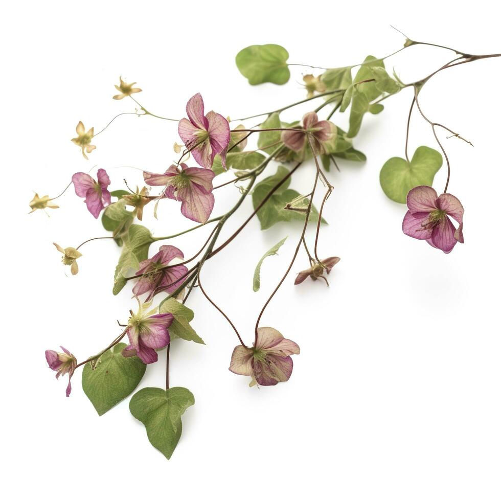 verde vino planta con seco rosado flores aislado en blanco fondo, generar ai foto