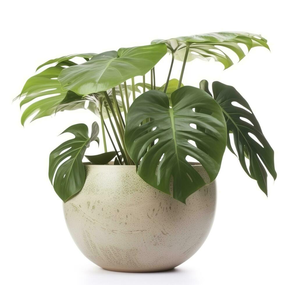 Monstera deliciosa leaf, the ceriman, Flowering plant native to tropical forests palm leaf with hole pattern isolated on white background, generate ai photo