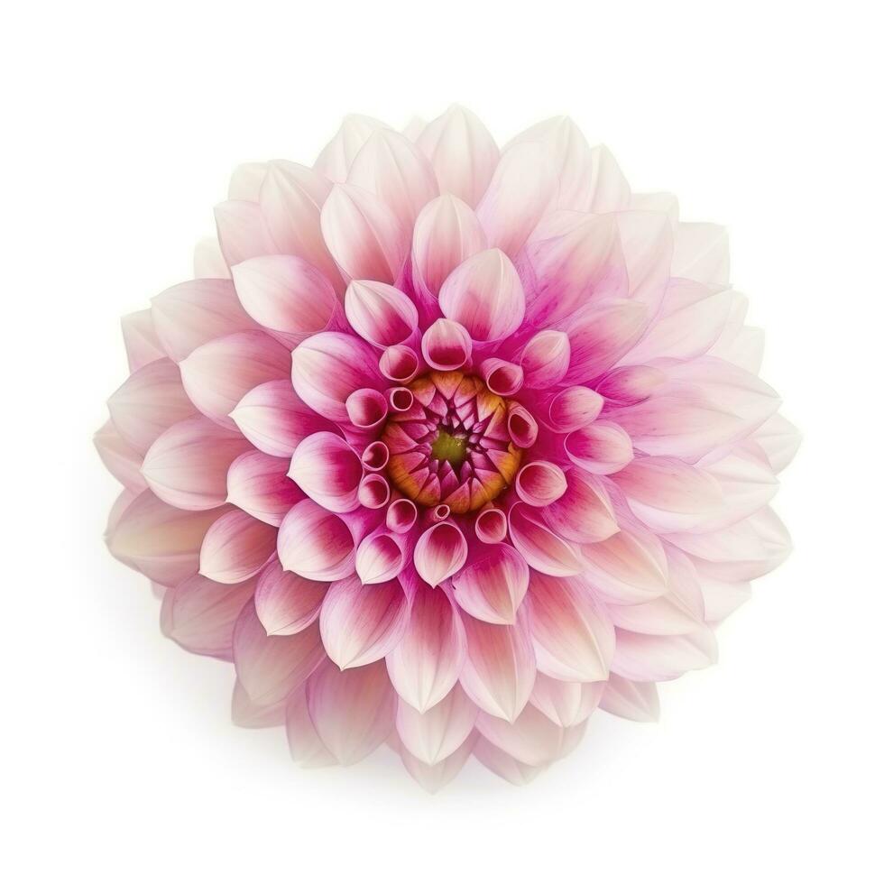 pink flower dahlia on a white background isolated with clipping path. Closeup. for design. Dahlia, generate ai photo