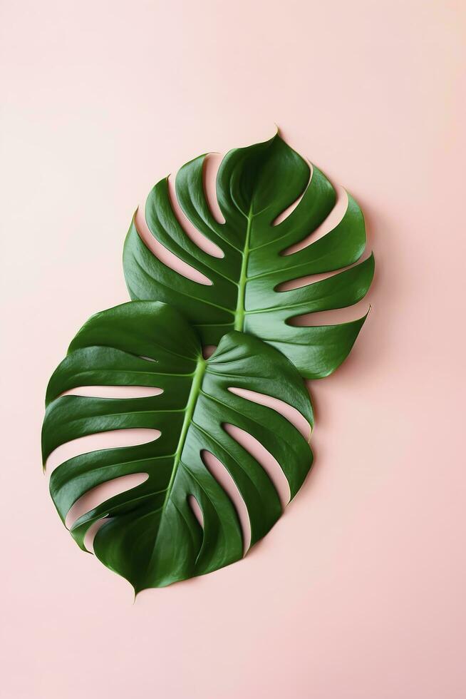 Beautiful tropical palm monstera leaves branch isolated on bright pink background, top view, flat lay, overhead above summer beauty blank design concept , generate ai photo