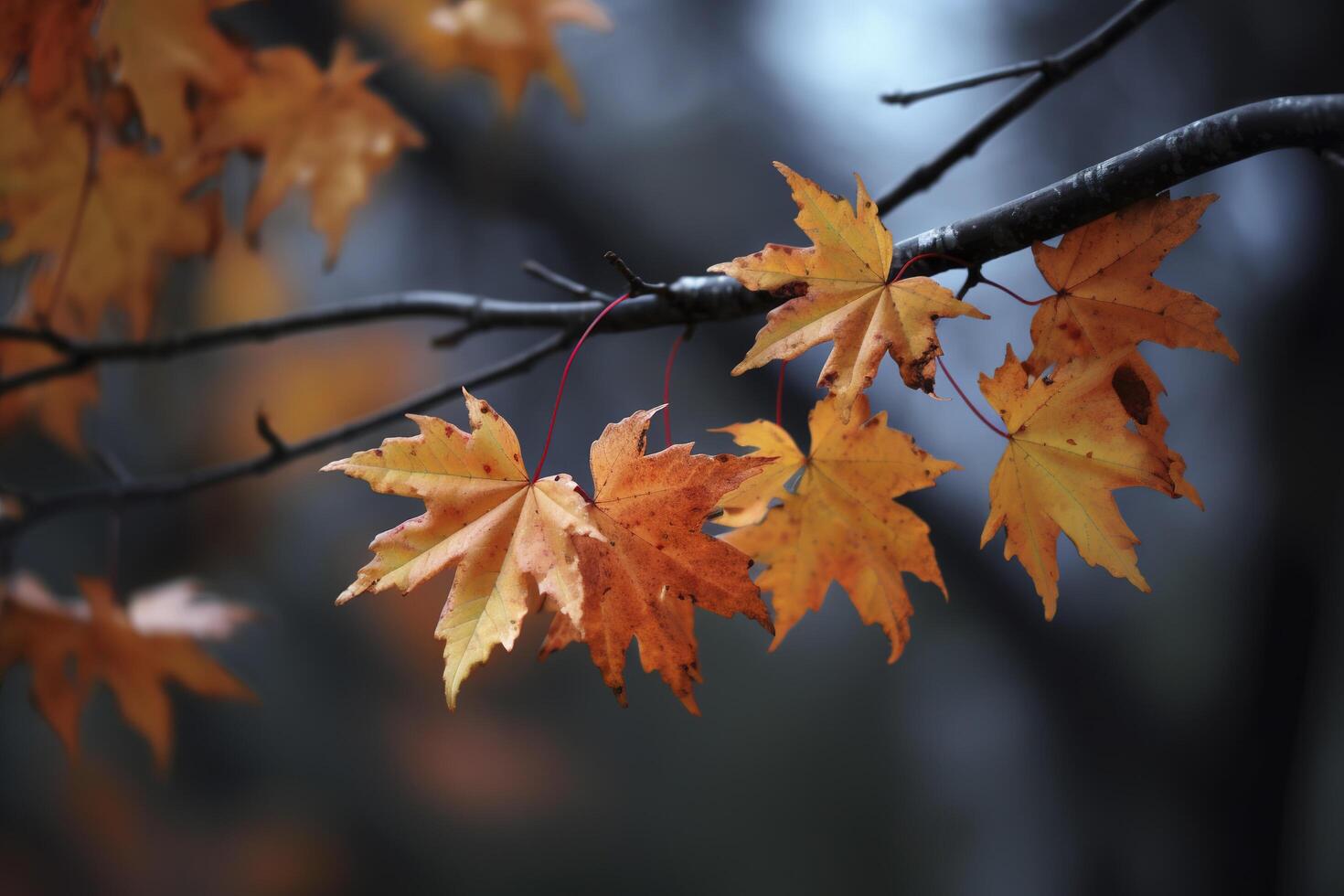autumn maple leaves in a row, vivid colors, panorama illustration on black background photo