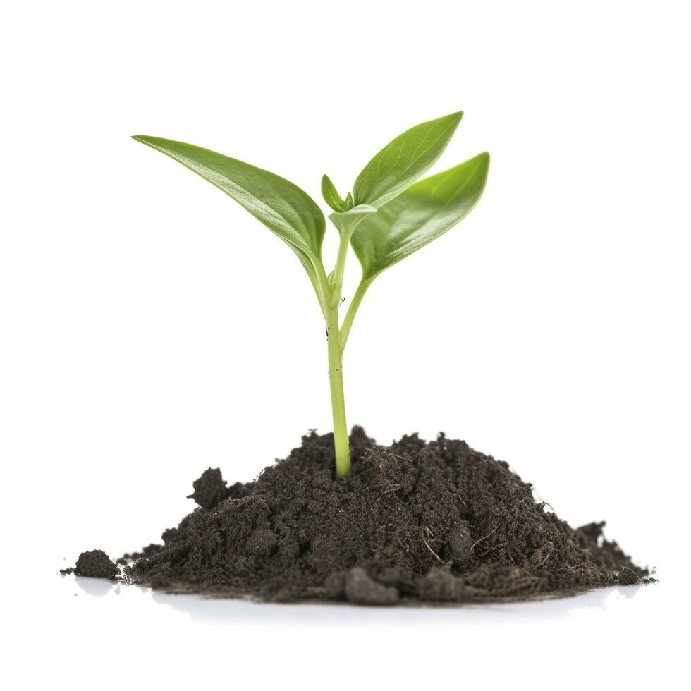 Green sprouts growing out from soil isolated on white background, Young plant of pomelo in soil humus on a white background, earth day concept, ecology concept, generate ai photo