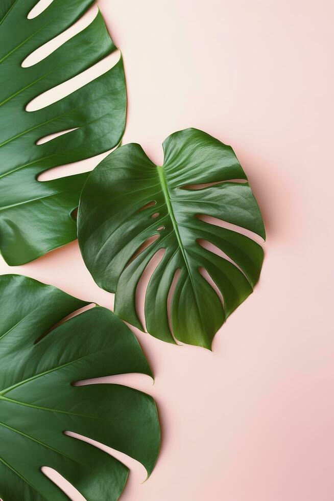 Beautiful tropical palm monstera leaves branch isolated on bright pink background, top view, flat lay, overhead above summer beauty blank design concept , generate ai photo