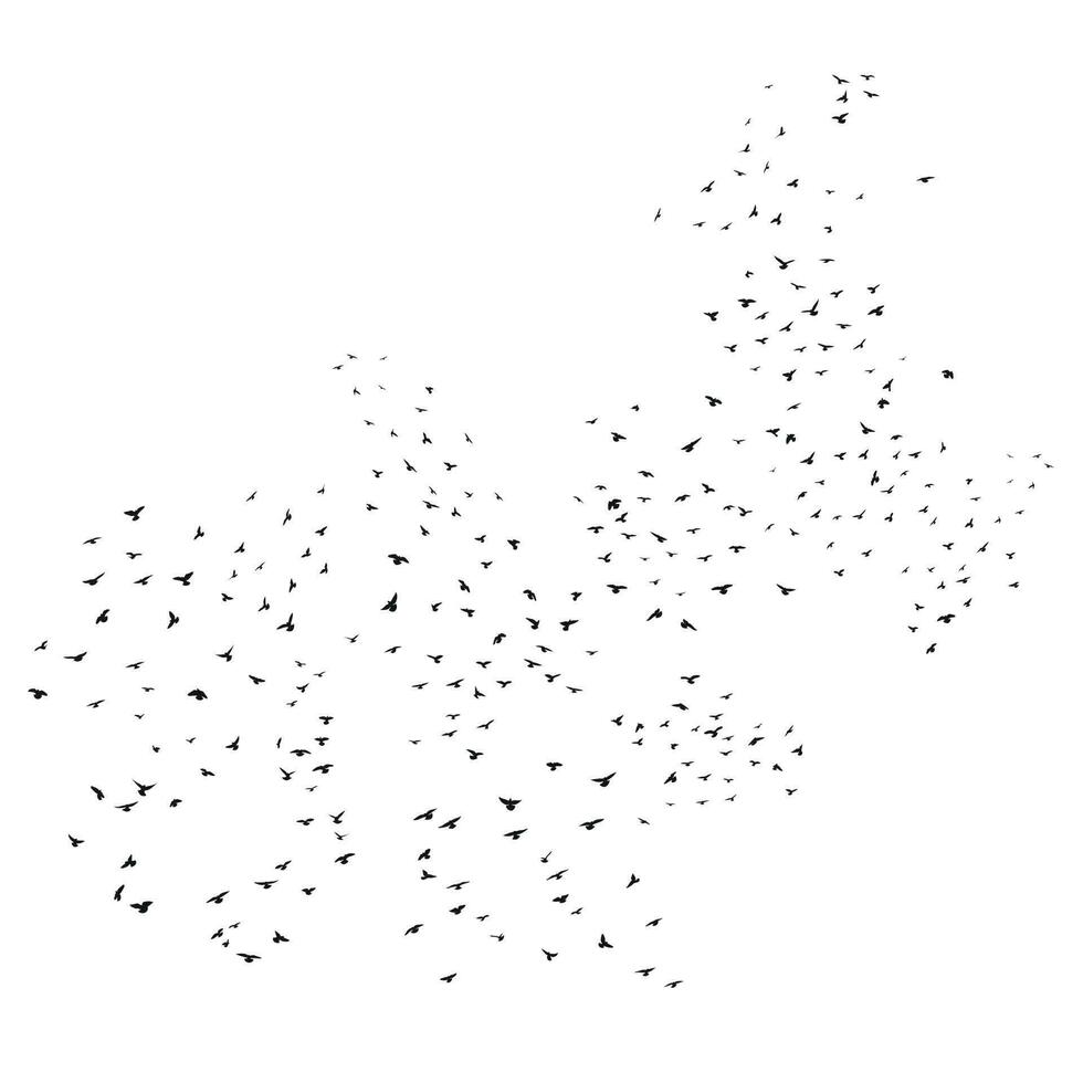 Sketch drawing of a silhouette of a flock of birds flying forward, cling together. Takeoff, flying, flight, flutter, hover, soaring, landing vector