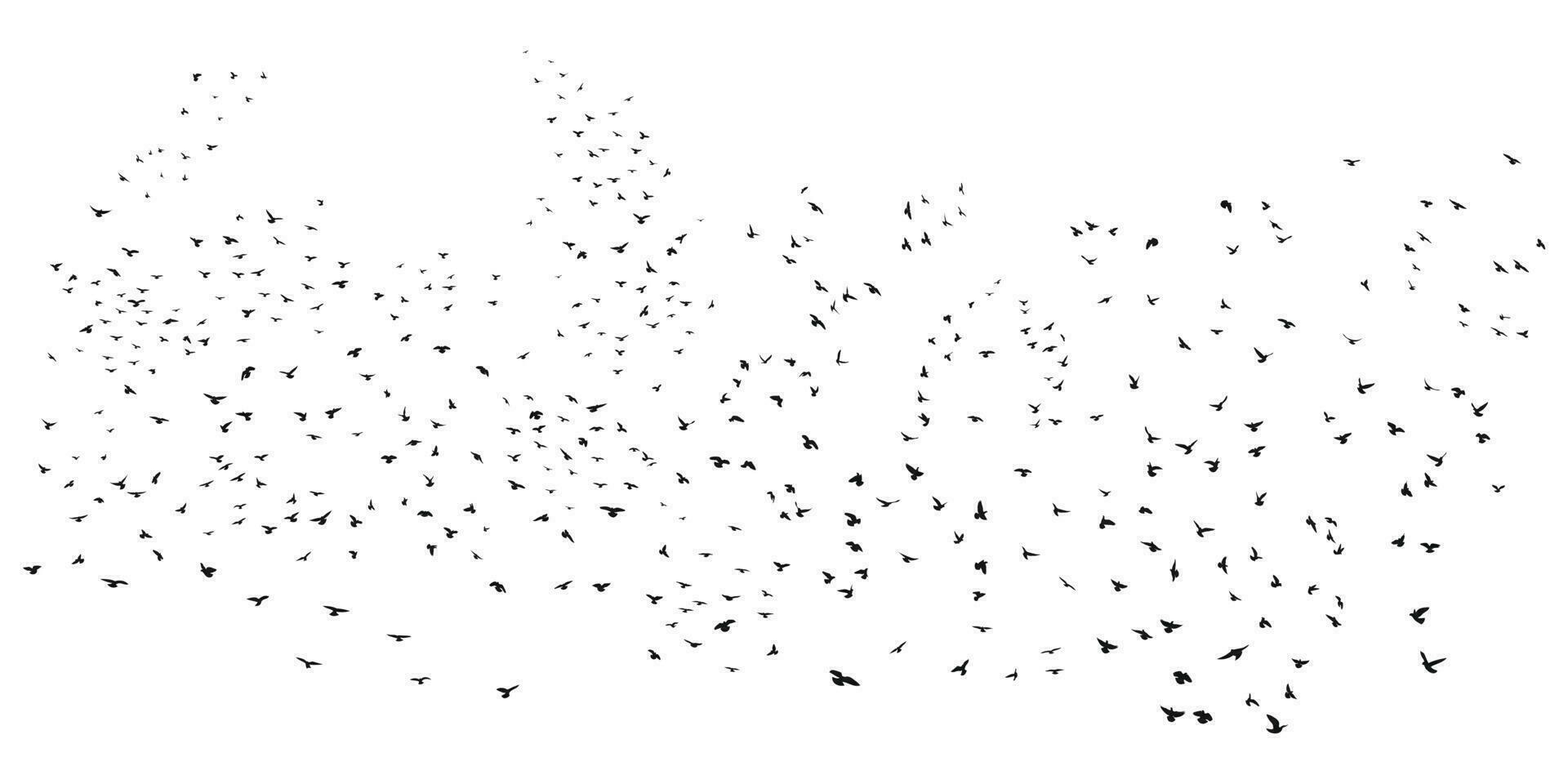 Sketch drawing of a silhouette of a flock of birds flying forward, cling together. Takeoff, flying, flight, flutter, hover, soaring, landing vector