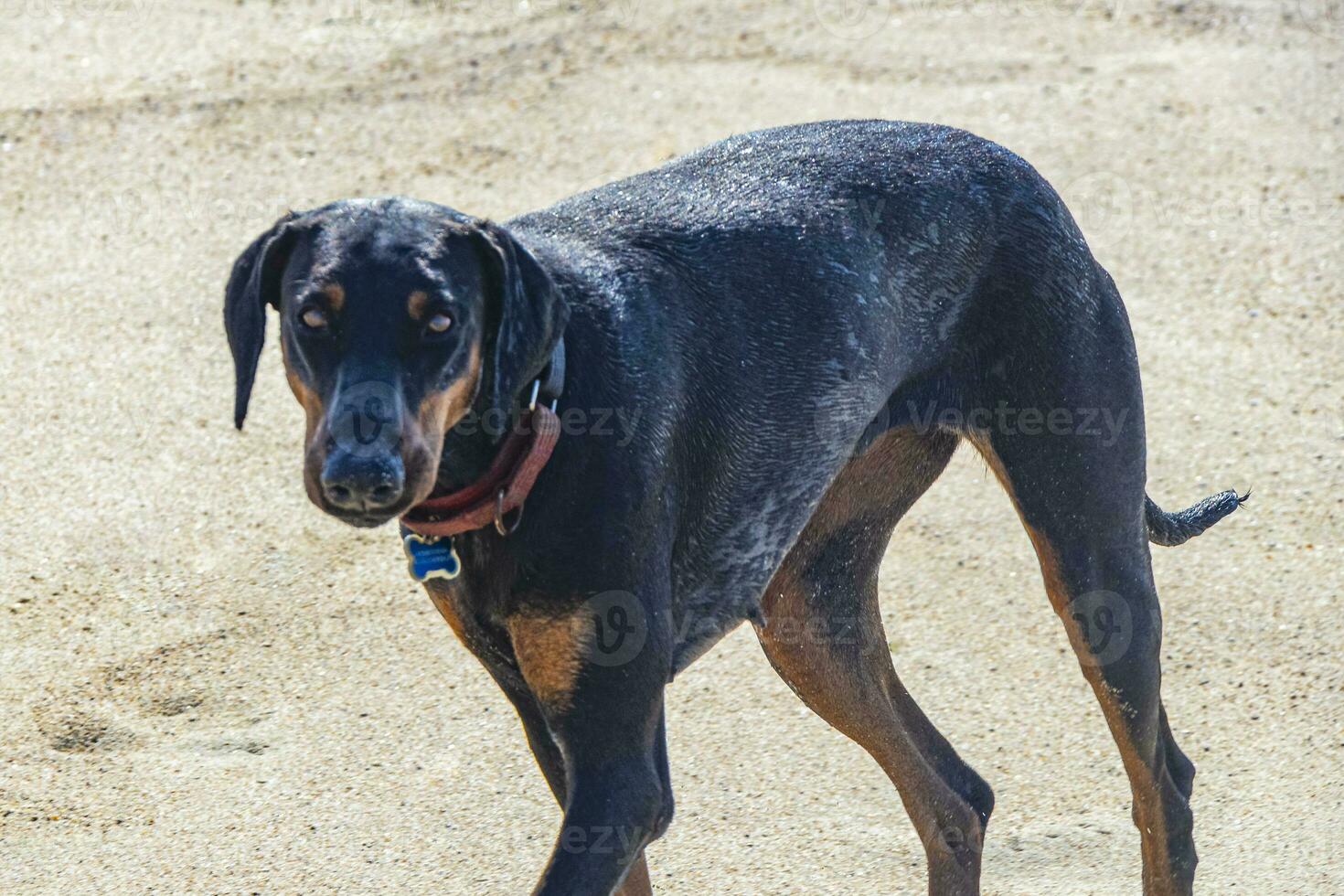 Beautiful friendly looking stray dog pet in Puerto Escondido Mexico. photo