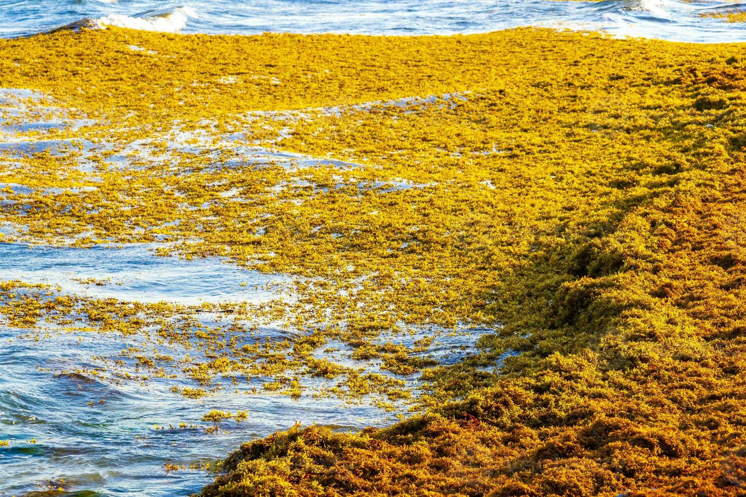 Beautiful Caribbean beach totally filthy dirty nasty seaweed problem Mexico. photo