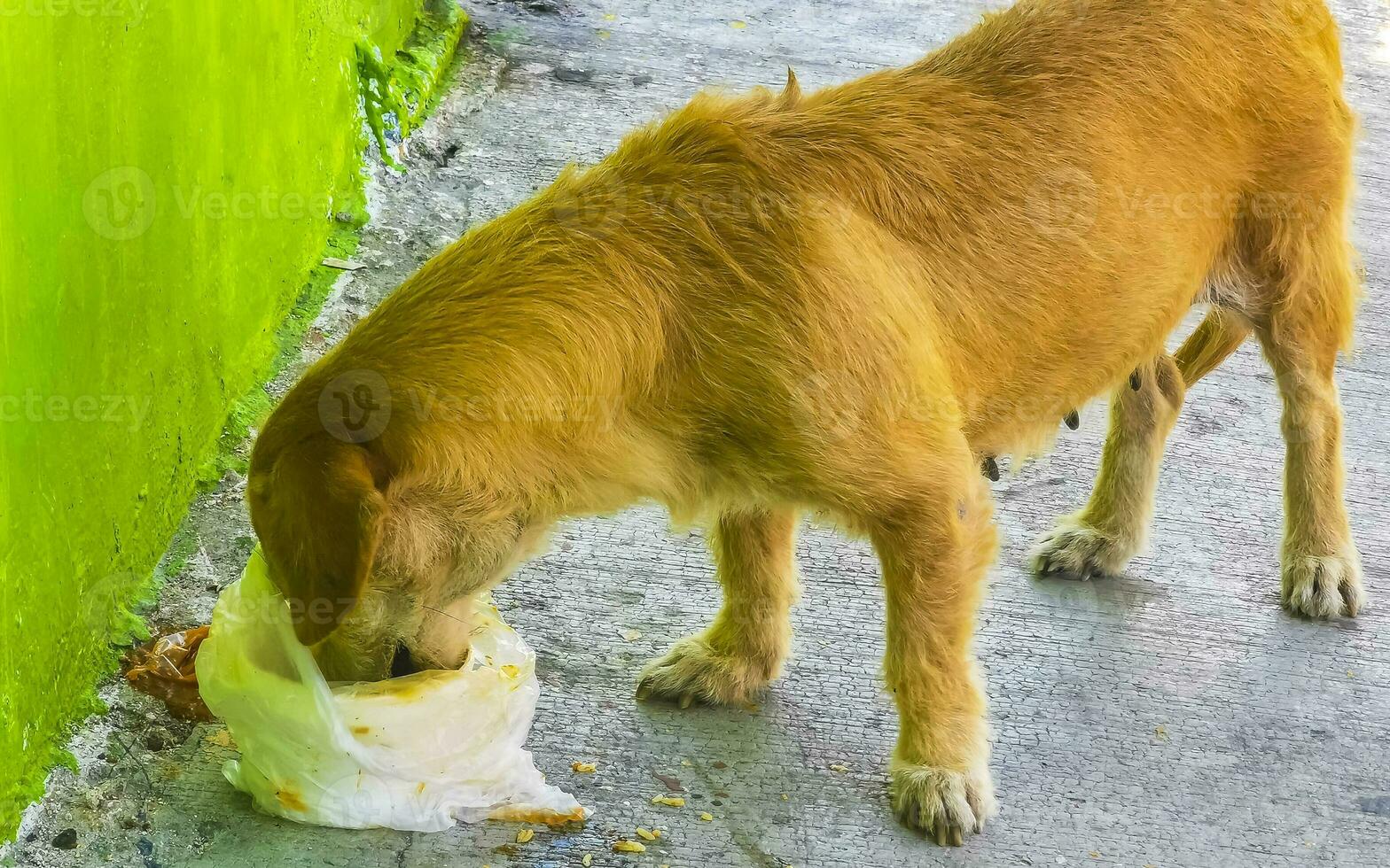 hambriento extraviado perro come comida residuos desde el calle México. foto