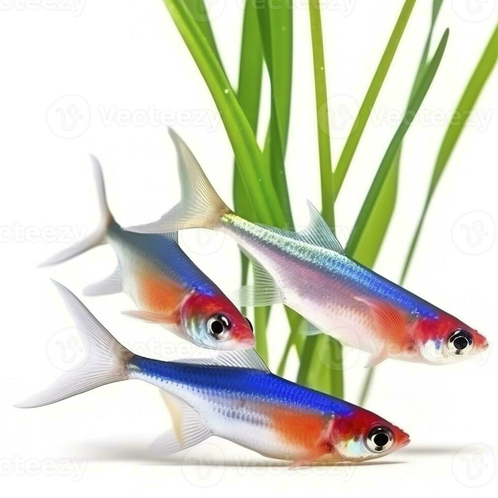 Tetras isolated on white background, generate ai photo