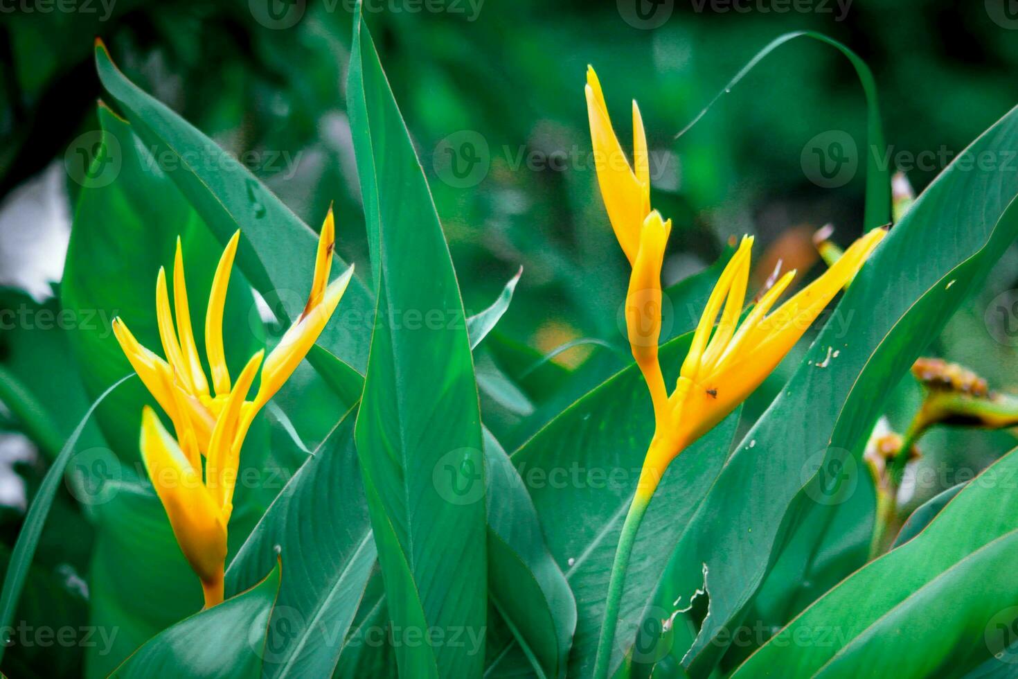 Bird of paradise flowers yellow with green leaves There are many in Asia. photo