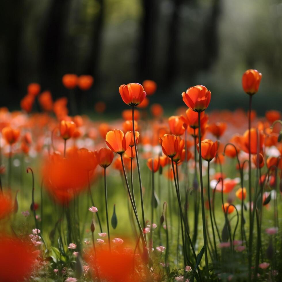 Meadow tulip glade of red orange flowers photo