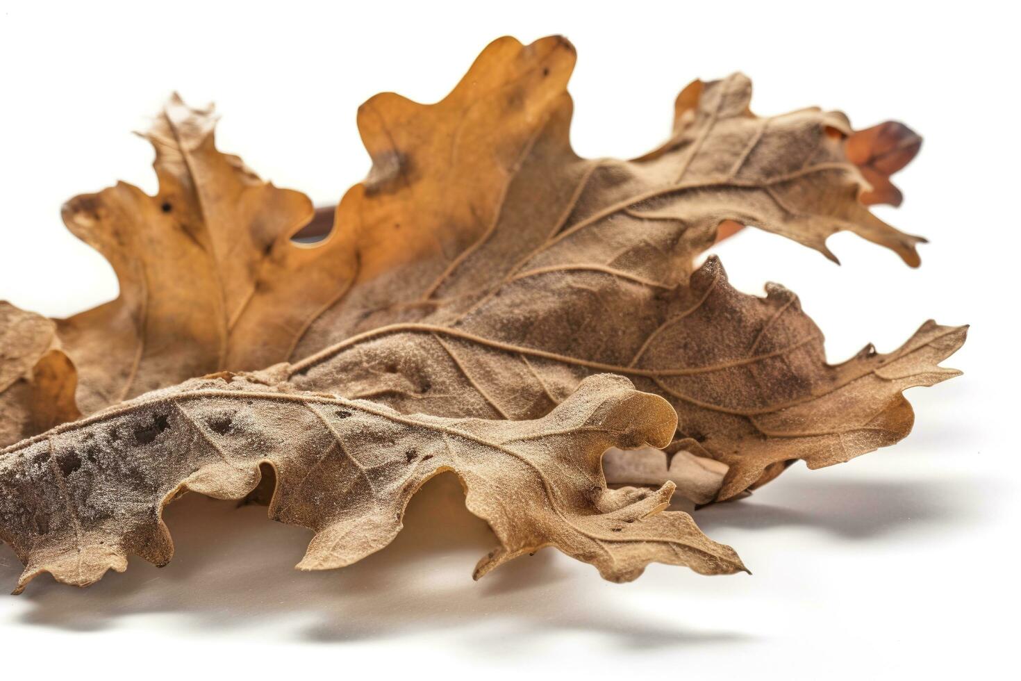 big dried autumn brown leaf on a white background , generate ai photo