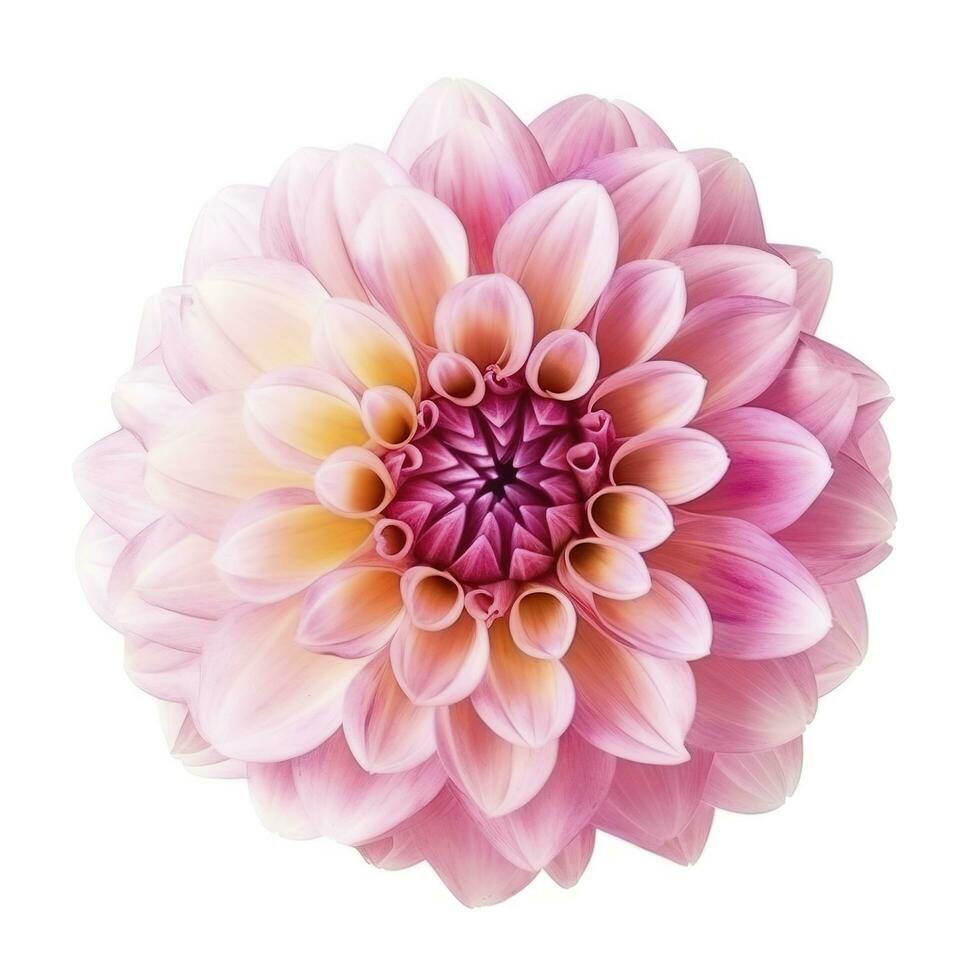 pink flower dahlia on a white background isolated with clipping path. Closeup. for design. Dahlia, generate ai photo