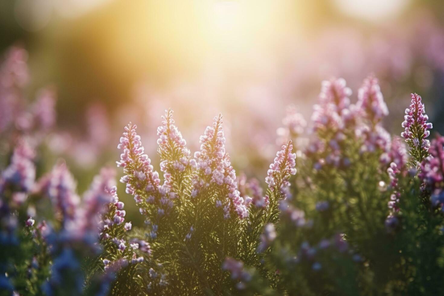 Erica Flower Field, Summer Season, Bokeh Effect , generate ai photo