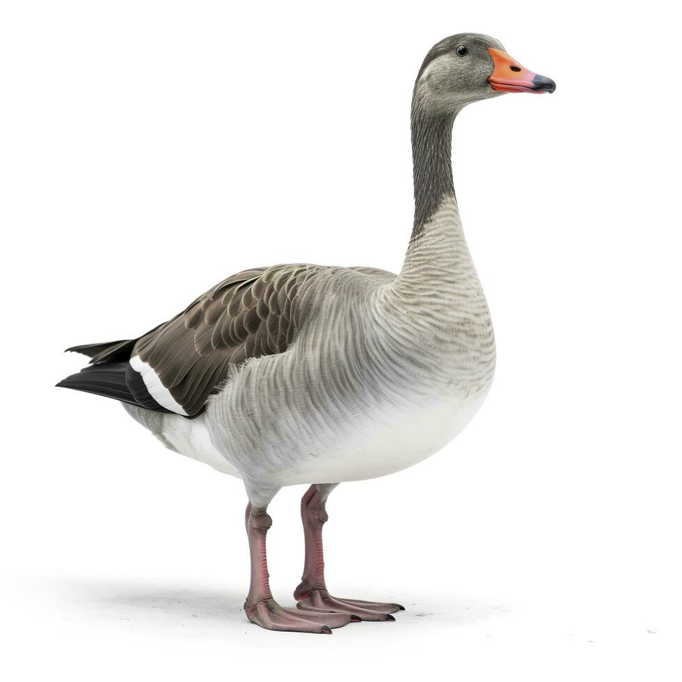 Goose isolated on white background, generate ai photo