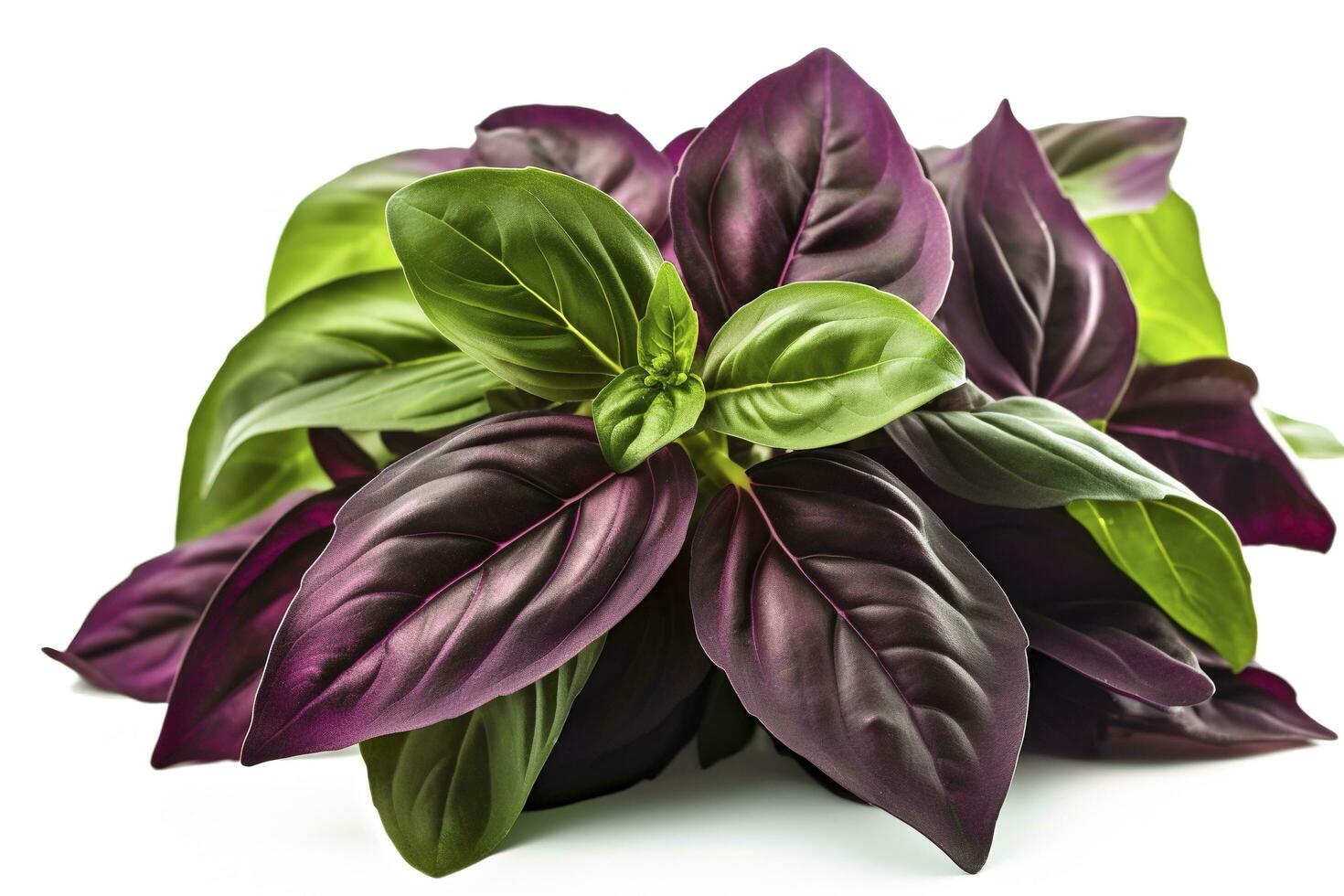 Green basil leaves with Clipping paths, full depth of field. Fresh red basil herb leaves isolated on white background. Purple Dark Opal Basil. Focus stacking, generate ai photo