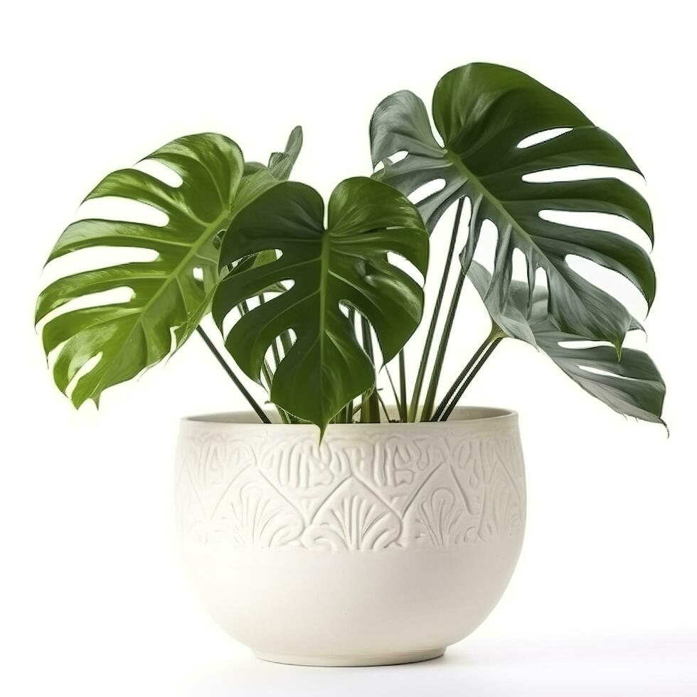 monstera deliciosa hoja, el cerimán, floración planta nativo a tropical bosques palma hoja con agujero modelo aislado en blanco fondo, generar ai foto