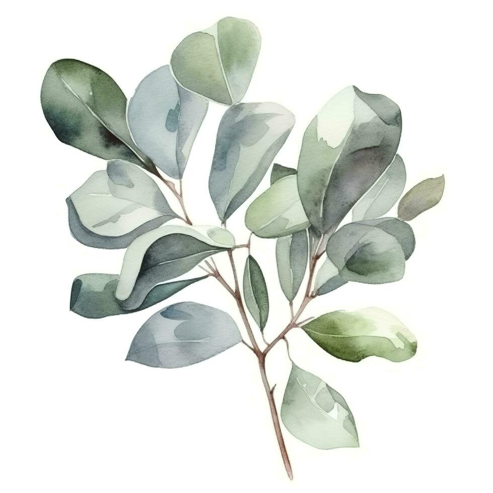 Eucalyptus branch isolated on white background. Flat lay, top view. floral concept, generate ai photo