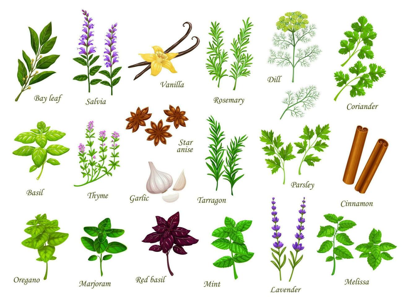 Cartoon cooking herbs and kitchen spices plants vector