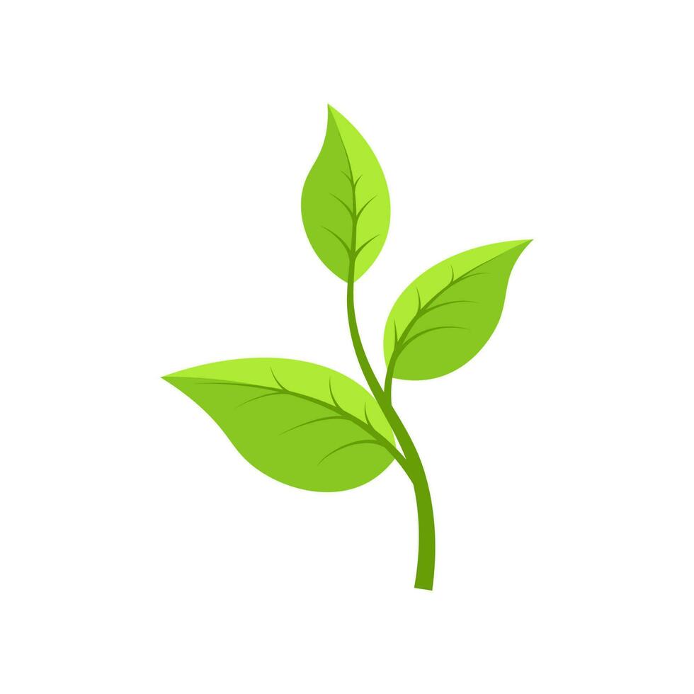 Green Branches  vector isolated on white background.