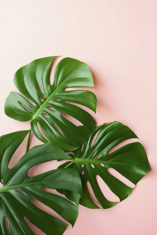 hermosa tropical palma monstera hojas rama aislado en brillante rosado fondo, parte superior vista, plano poner, gastos generales encima verano belleza blanco diseño concepto , generar ai foto