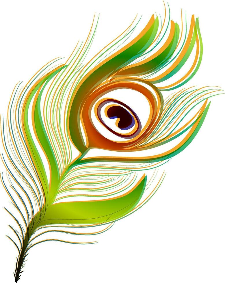 Elegant shiny peacock feather design. vector