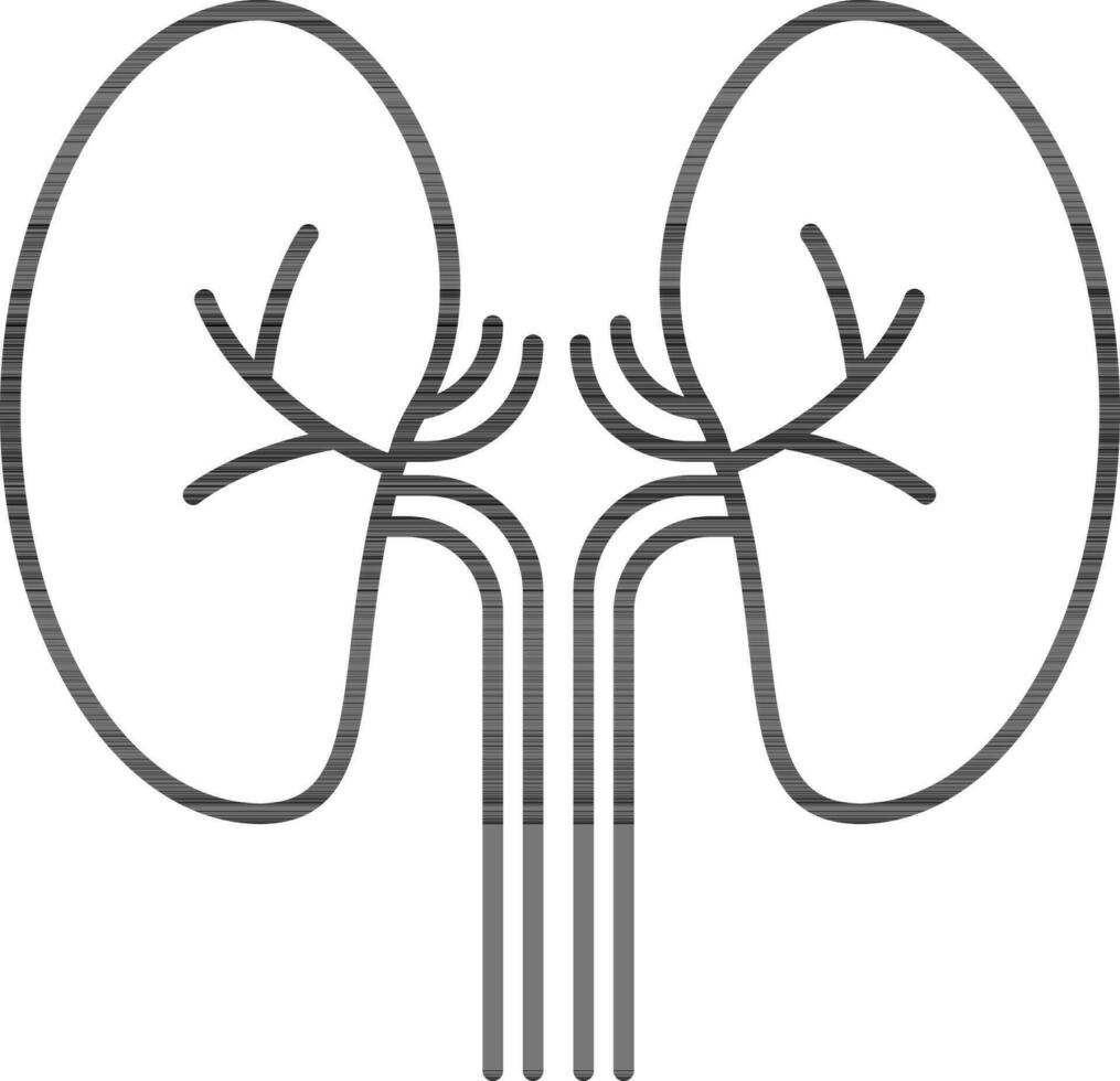 Black Line Art Illustration of Kidney Icon. vector