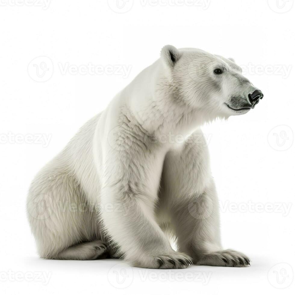 Polar bear isolated on white background, generate ai photo