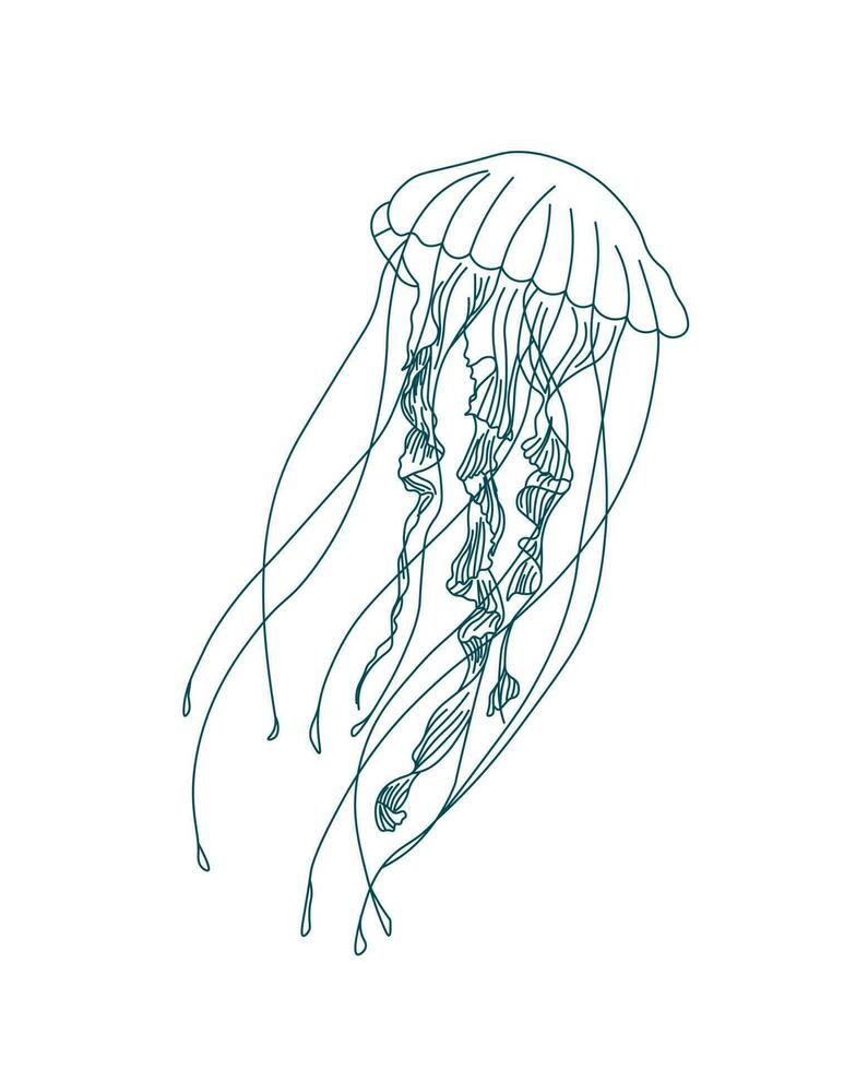 Illustration, contour jellyfish on a white background. Print, sketch, vector