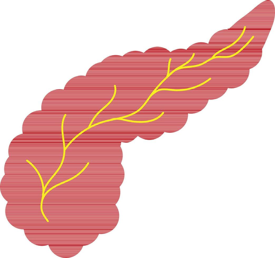 Pancreas in red and yellow color. vector