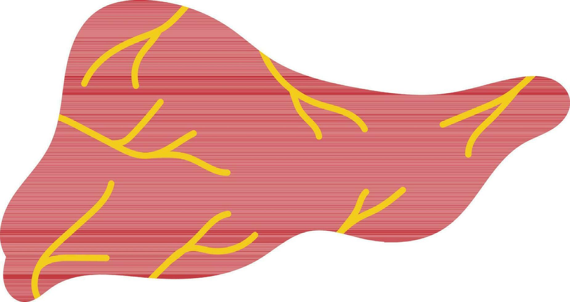 Isolated liver in red and yellow color. vector