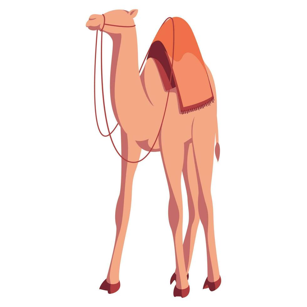 Illustration of Camel Standing on White Background. vector