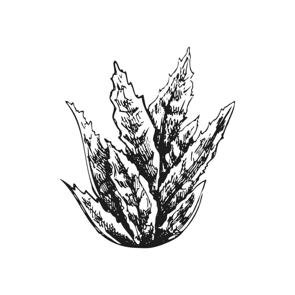 Hand drawn vector sketch of a succulent. Isolated element for design. Vintage illustration. Element for the design of labels, packaging and postcards. Monochrome drawing.