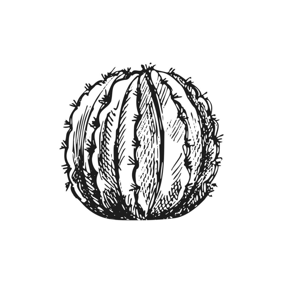 Hand drawn vector sketch of a cactus. Isolated element for design. Vintage illustration. Element for the design of labels, packaging and postcards. Monochrome drawing.
