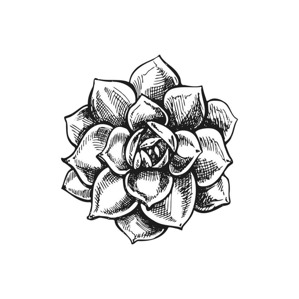 Hand drawn vector sketch of a succulent. Isolated element for design. Vintage illustration. Element for the design of labels, packaging and postcards. Monochrome drawing.