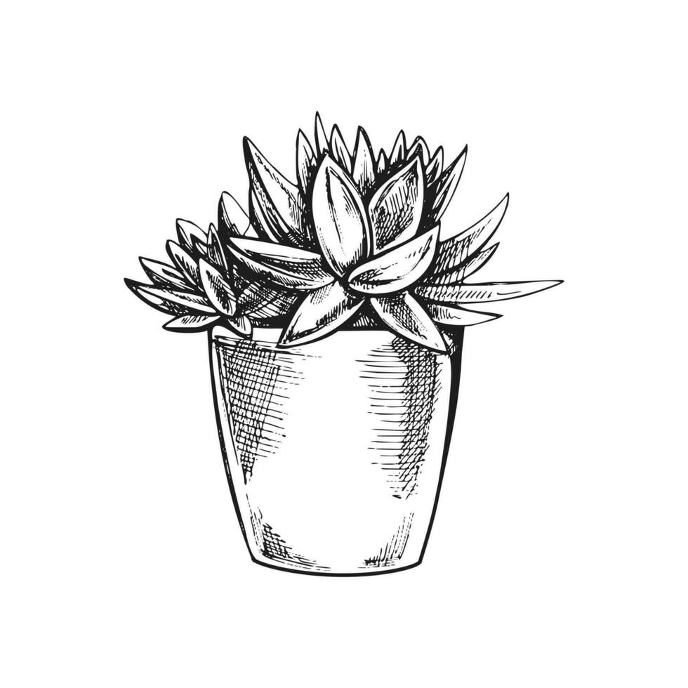 Hand drawn vector sketch of a succulent  in a pot. Isolated element for design. Vintage illustration. Element for the design of labels, packaging and postcards. Monochrome drawing.