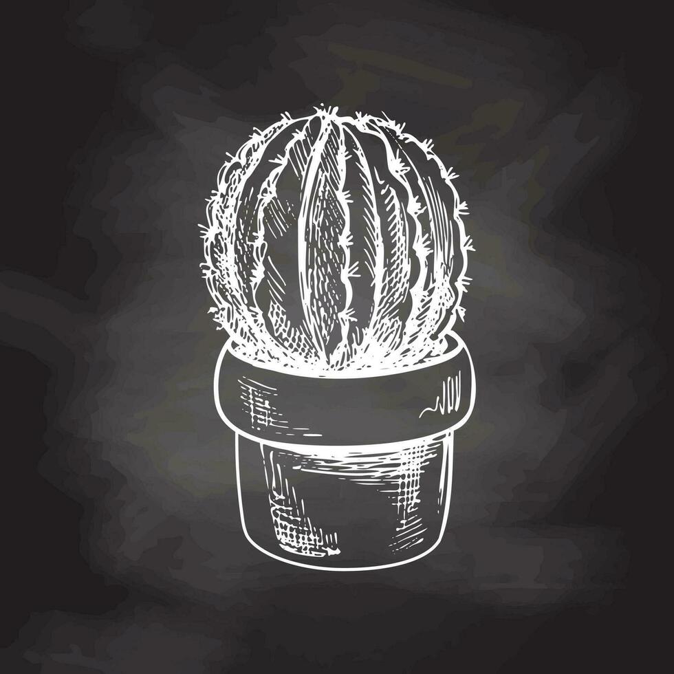 Hand drawn vector sketch of a cactus in a pot. White element isolated on chalkboard background. Vintage illustration. Element for the design of labels, packaging and postcards.