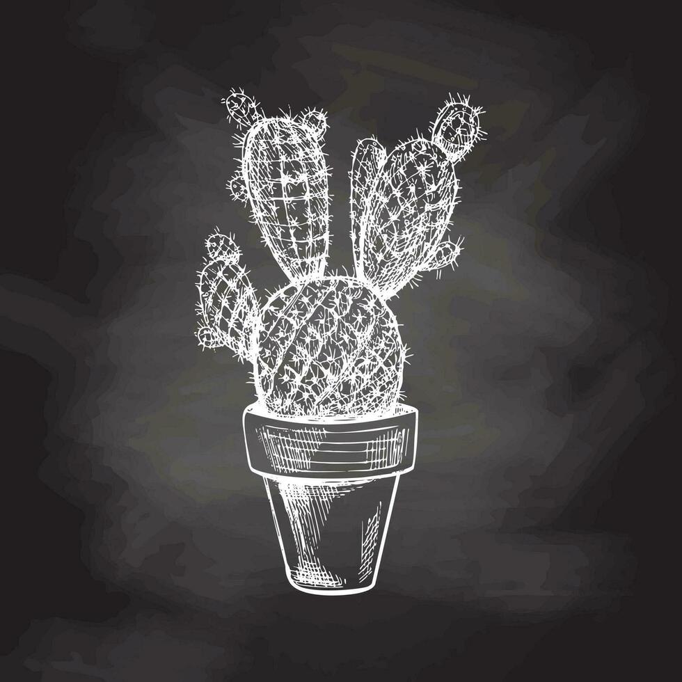 Hand drawn vector sketch of a cactus in a pot. White element isolated on chalkboard background. Vintage illustration. Element for the design of labels, packaging and postcards.
